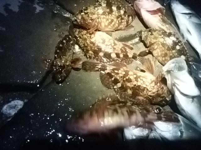 カサゴ爆発
