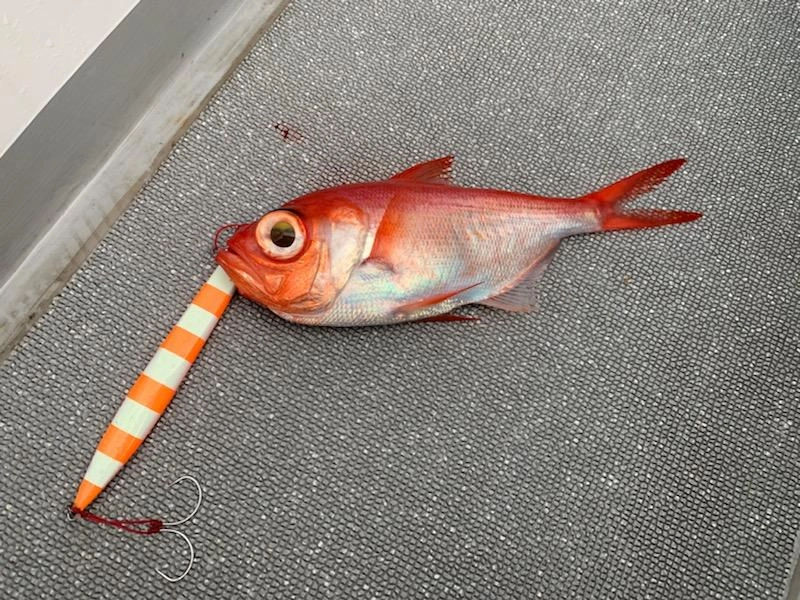 この日は少なかったですがキンメも大量に釣れる魚です！