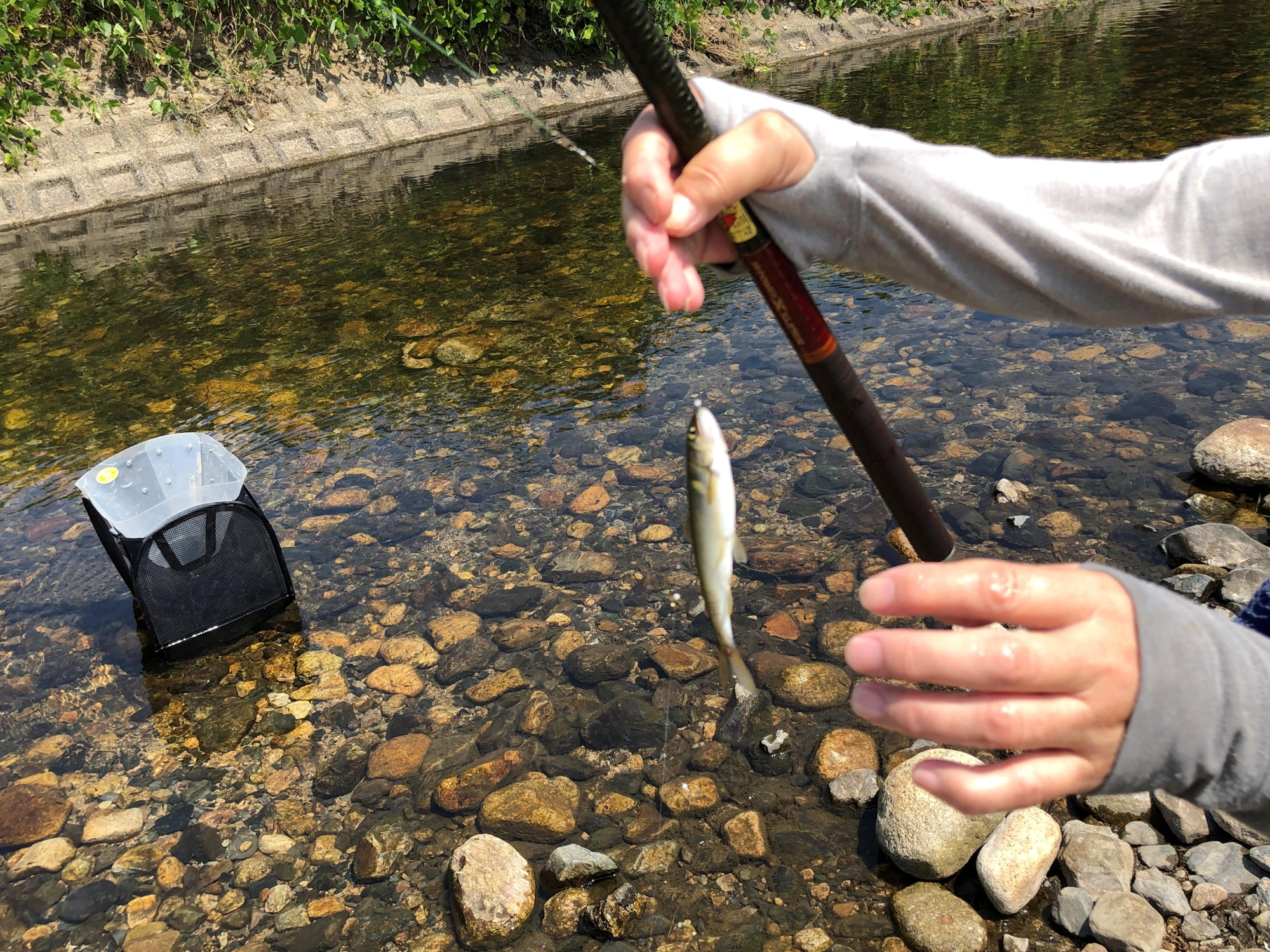 釣れた瞬間（母の手入り）