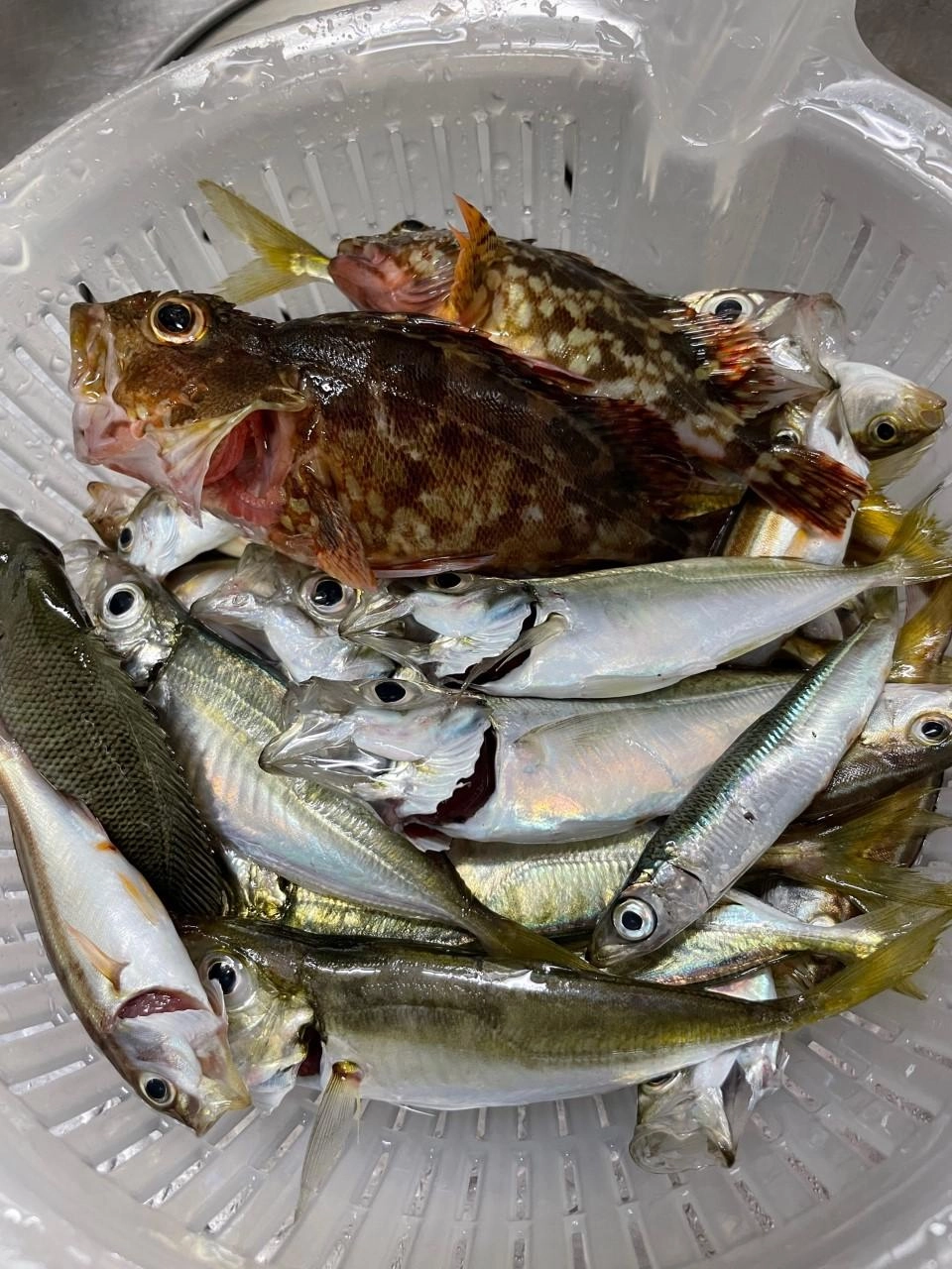 大満足の釣果！