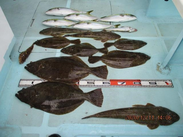 片舷だけの釣果ですッ(^-^)肉厚初冬ビラメ、マゴチ、ハマチにッ(^-^)