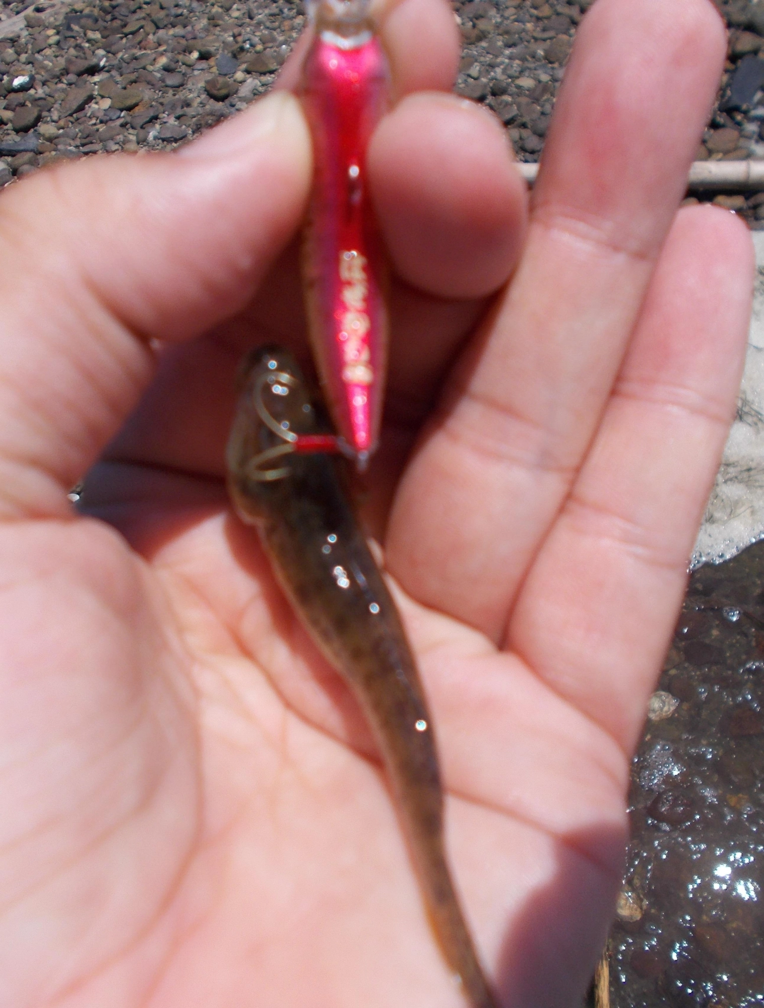 はぜ虫でも釣れました。