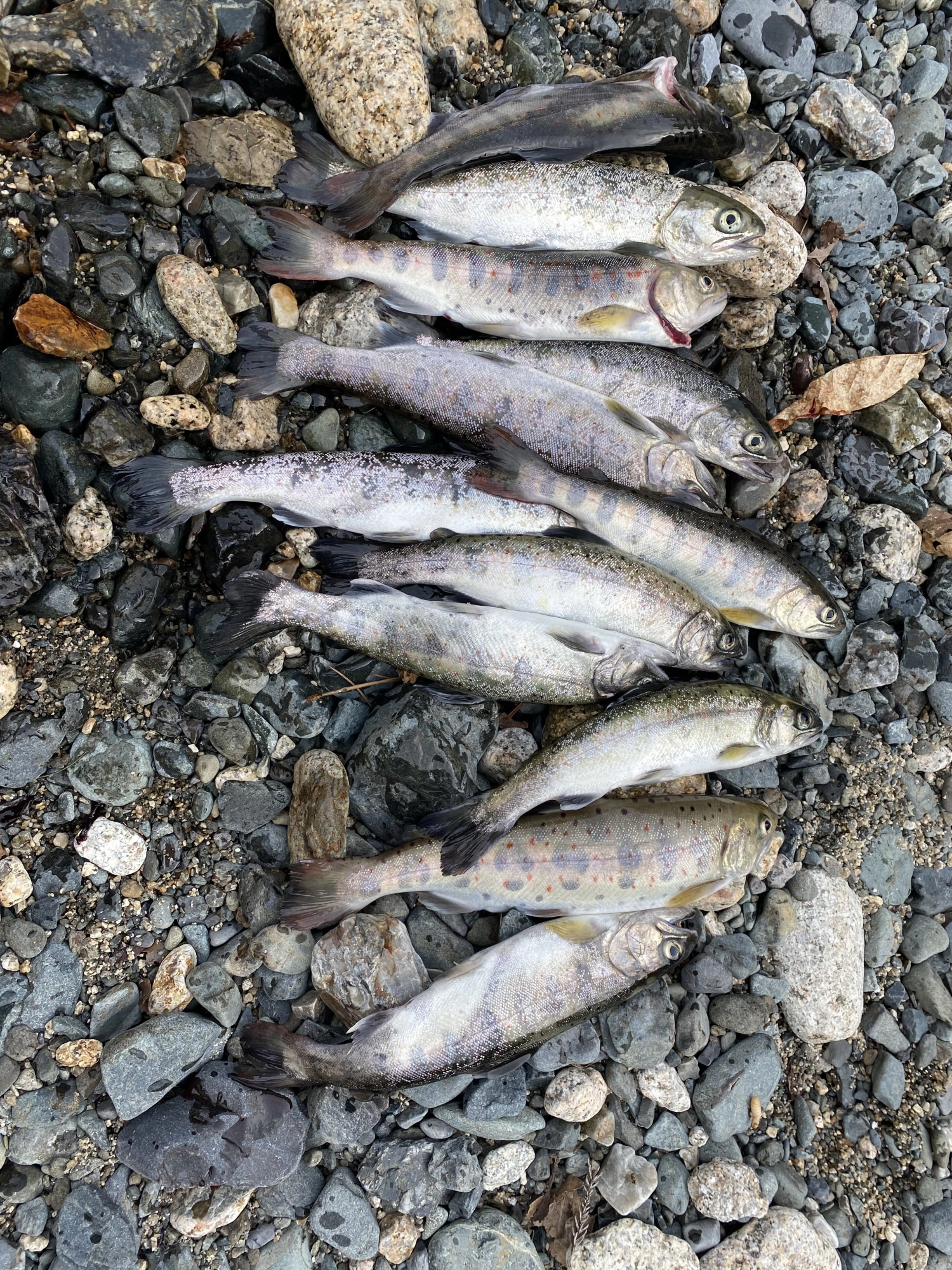 何匹かには飲まれたものの大満足