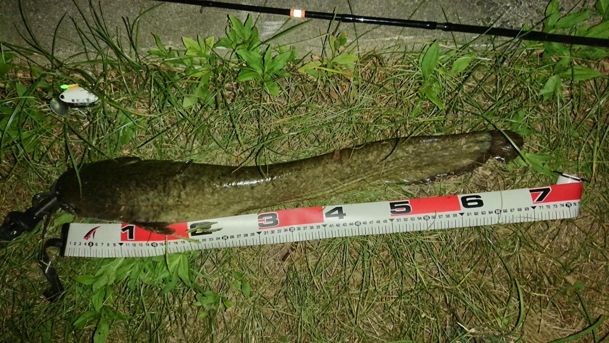 ルアーはザクトクラフト
ザグナ サウンド