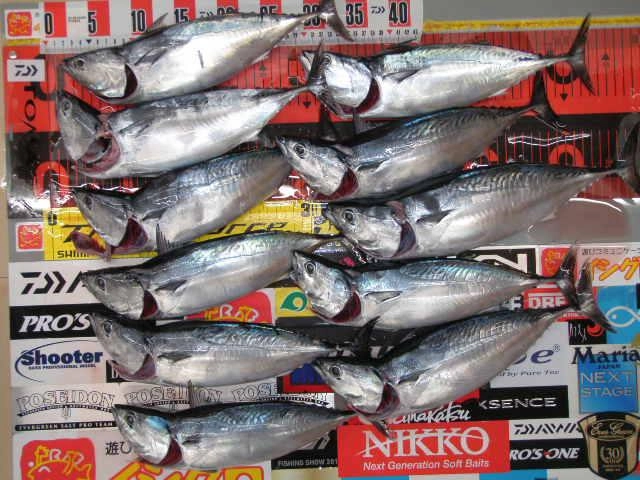 良型ソーダガツオが大漁です！
