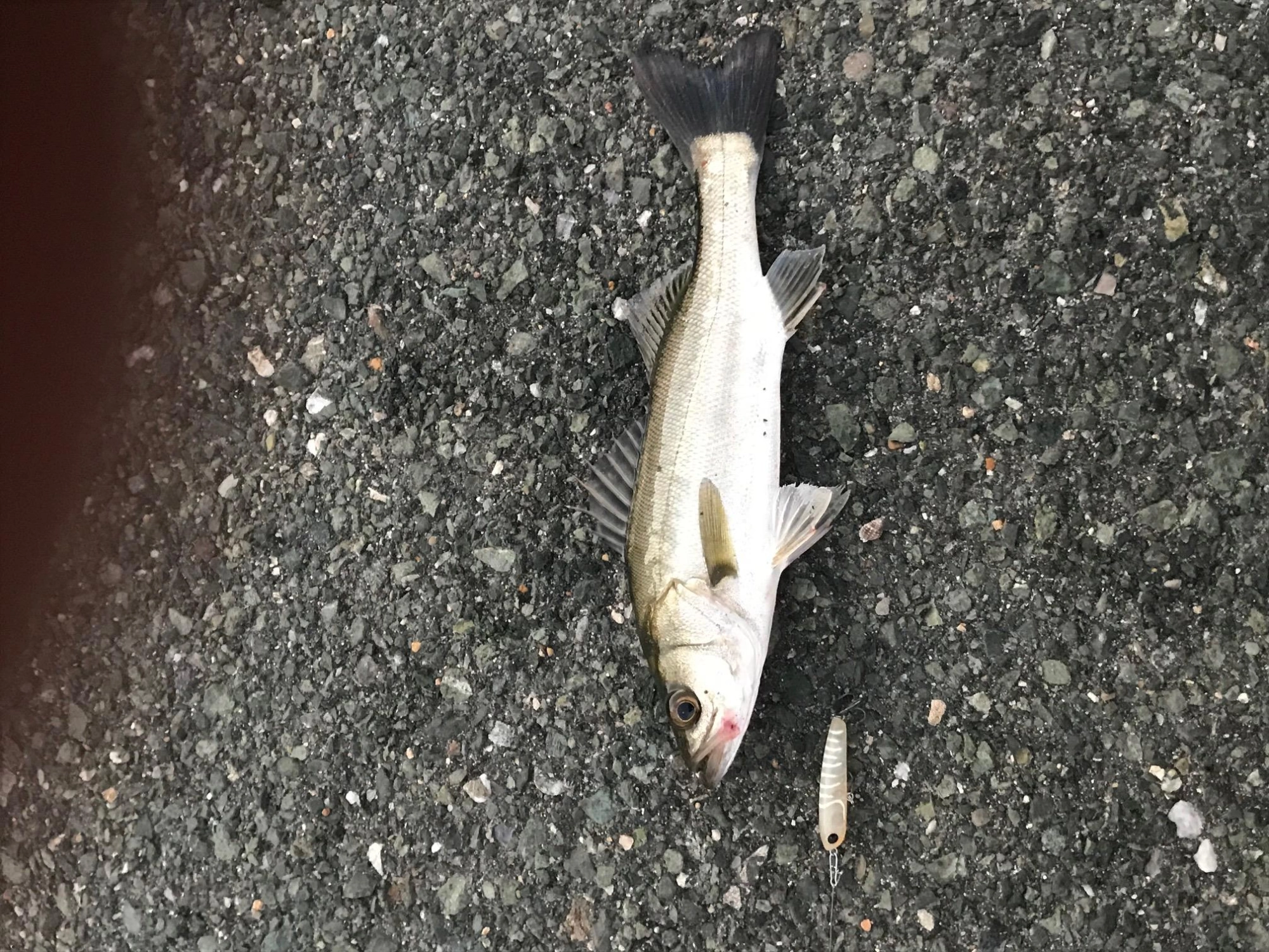セイゴ7匹！最大25ｃｍ！