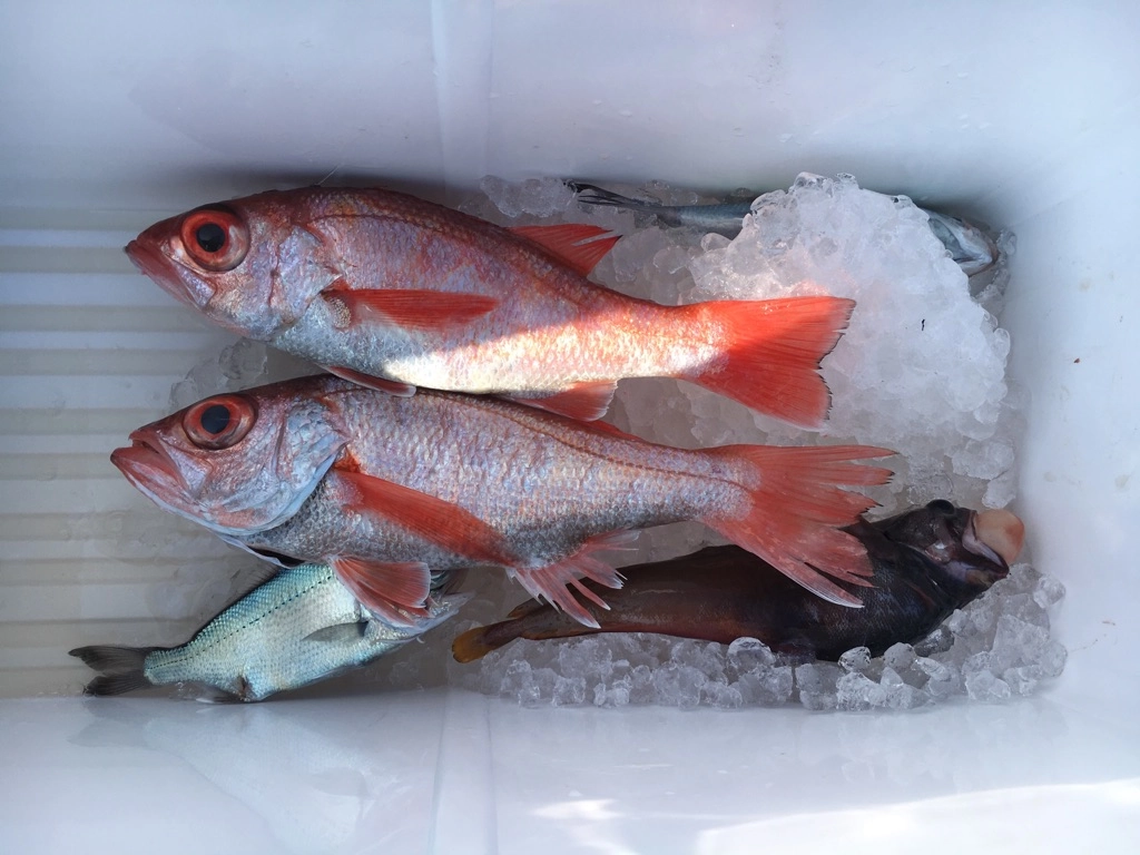 中深海は色々な珍味が釣れるのが魅力♪