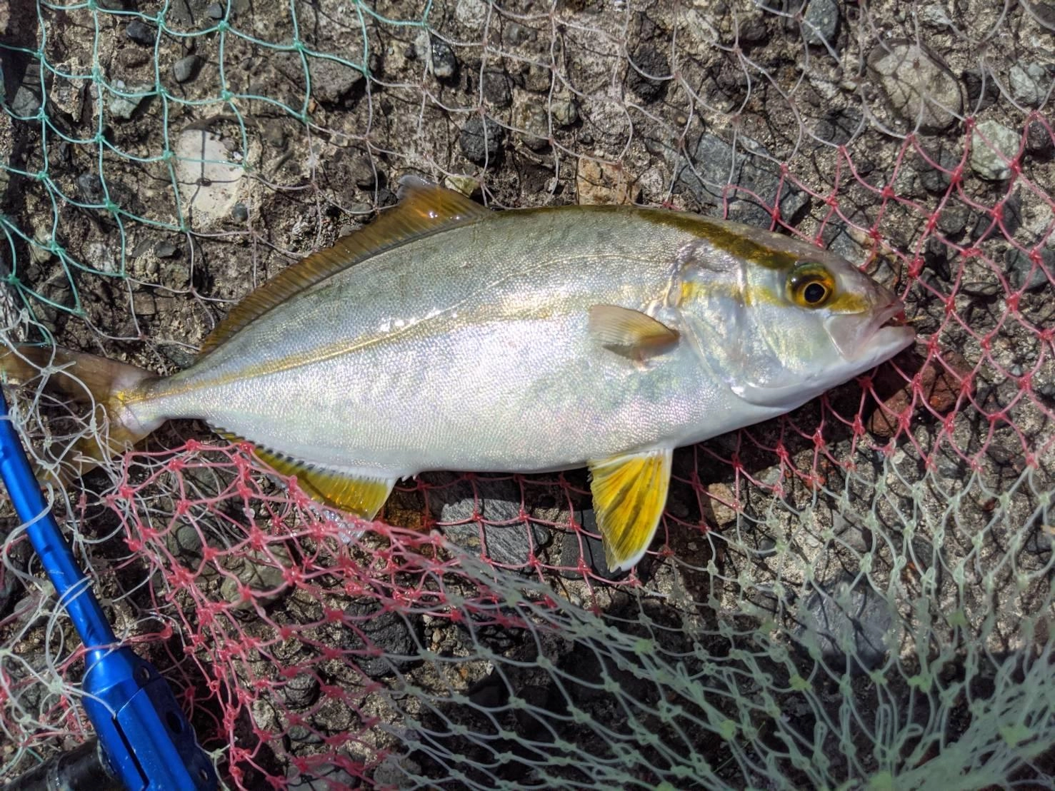 カンパチも釣り易くなってきました！