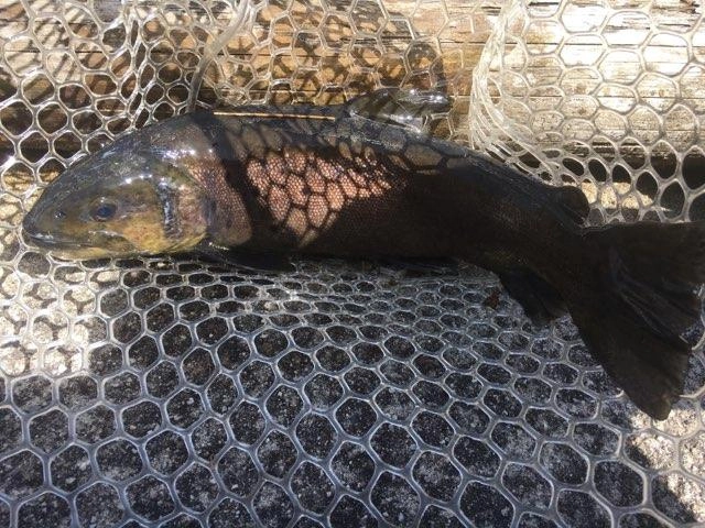 ５０ｃｍオーバーのブラウンも釣れましたよ！