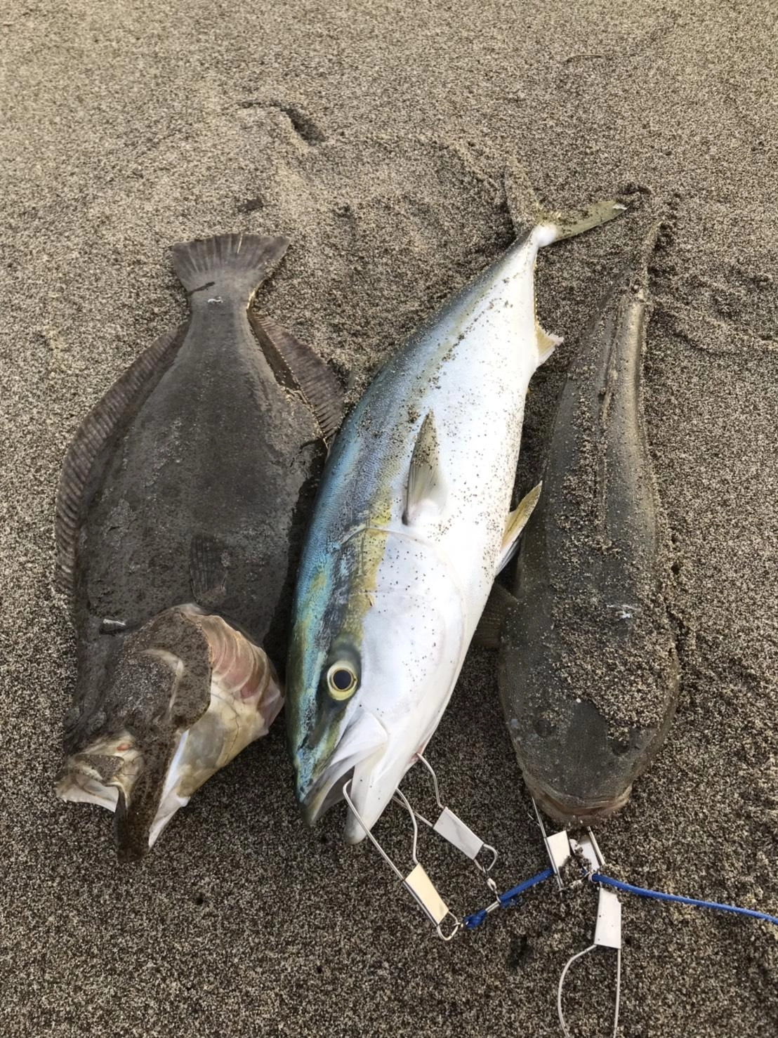 ヒラメに青物にサーフが絶好調です！