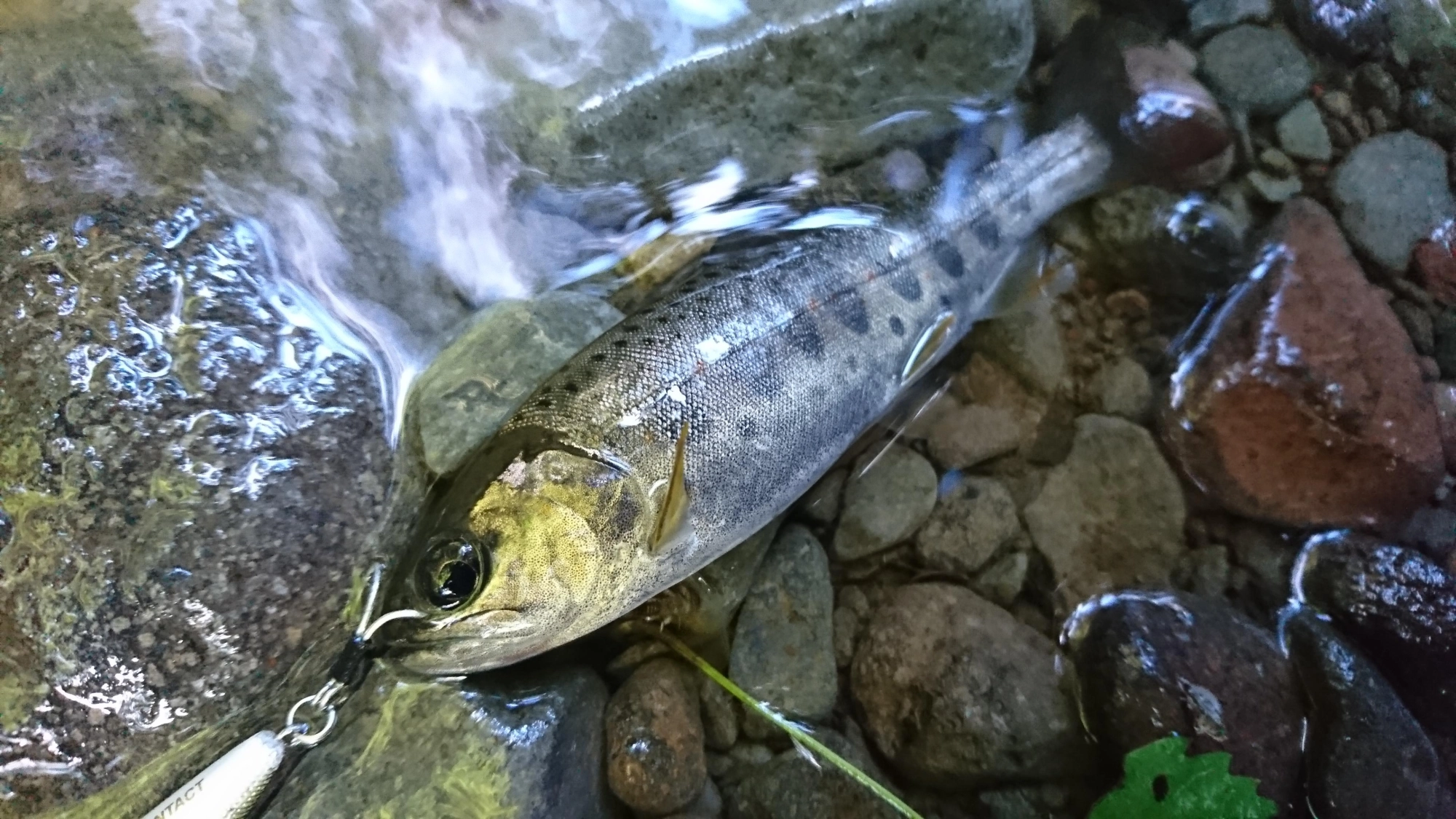 渓流ルアーで良型アマゴ釣れました!IN 桃沢川 | 釣具のイシグロ 渓流ルアーで良型アマゴ釣れました!IN 桃沢川 | 釣具のイシグロ