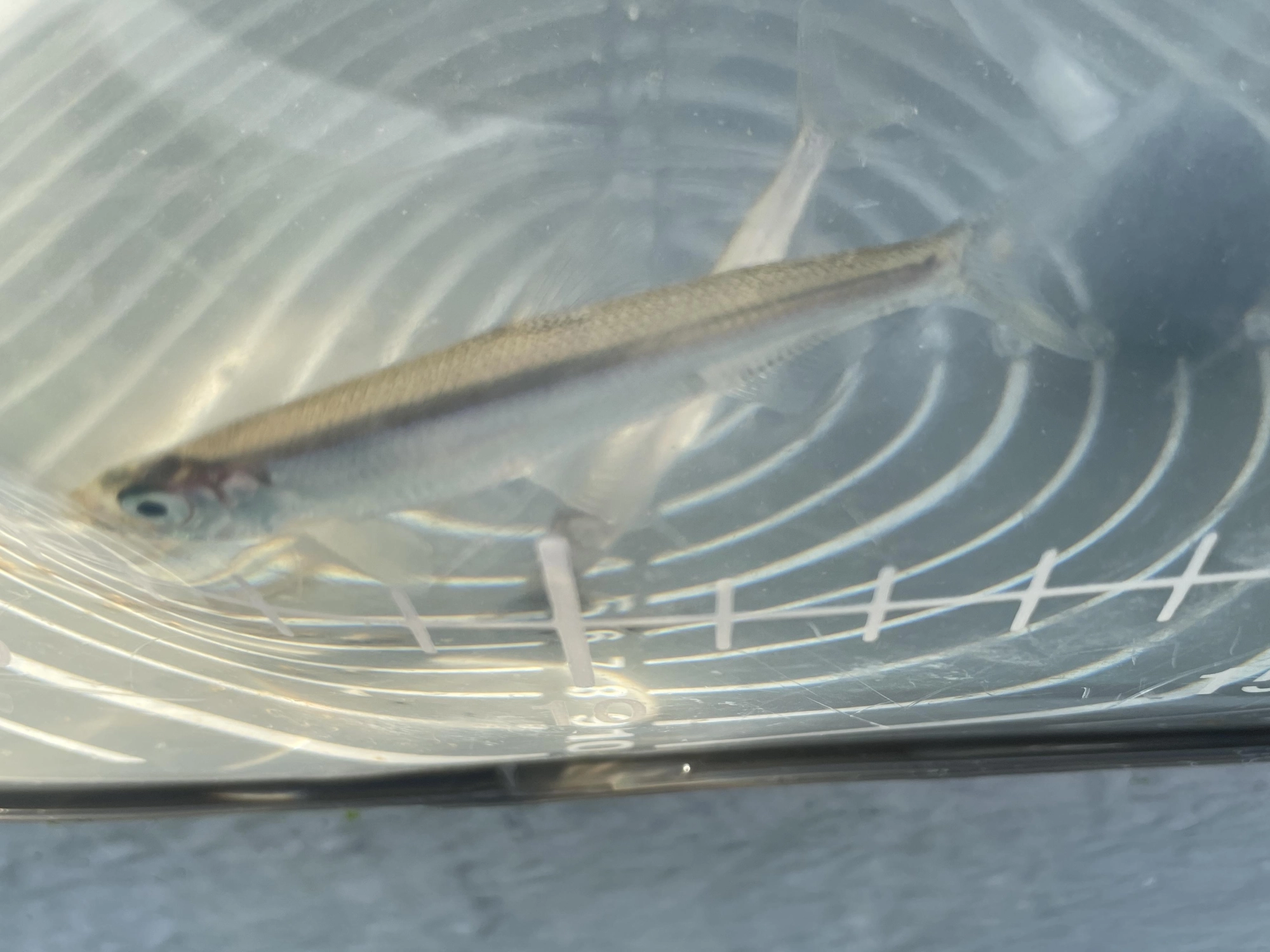 元気なワカサギ
たくさん釣れます！
透明なバケツで観察しても
面白いですよ♪