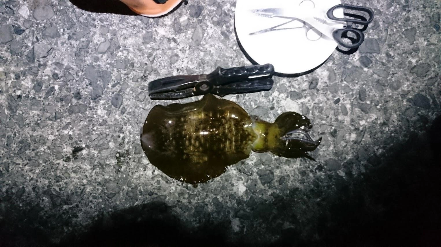 やっぱり太刀魚が釣れないときはアオリイカが釣れます。
雨のせいか水温が低いし、夏が飛んでしまい秋になったかのようです。
ペンペンシイラをよけてどうにか釣れたアジでかかりました。