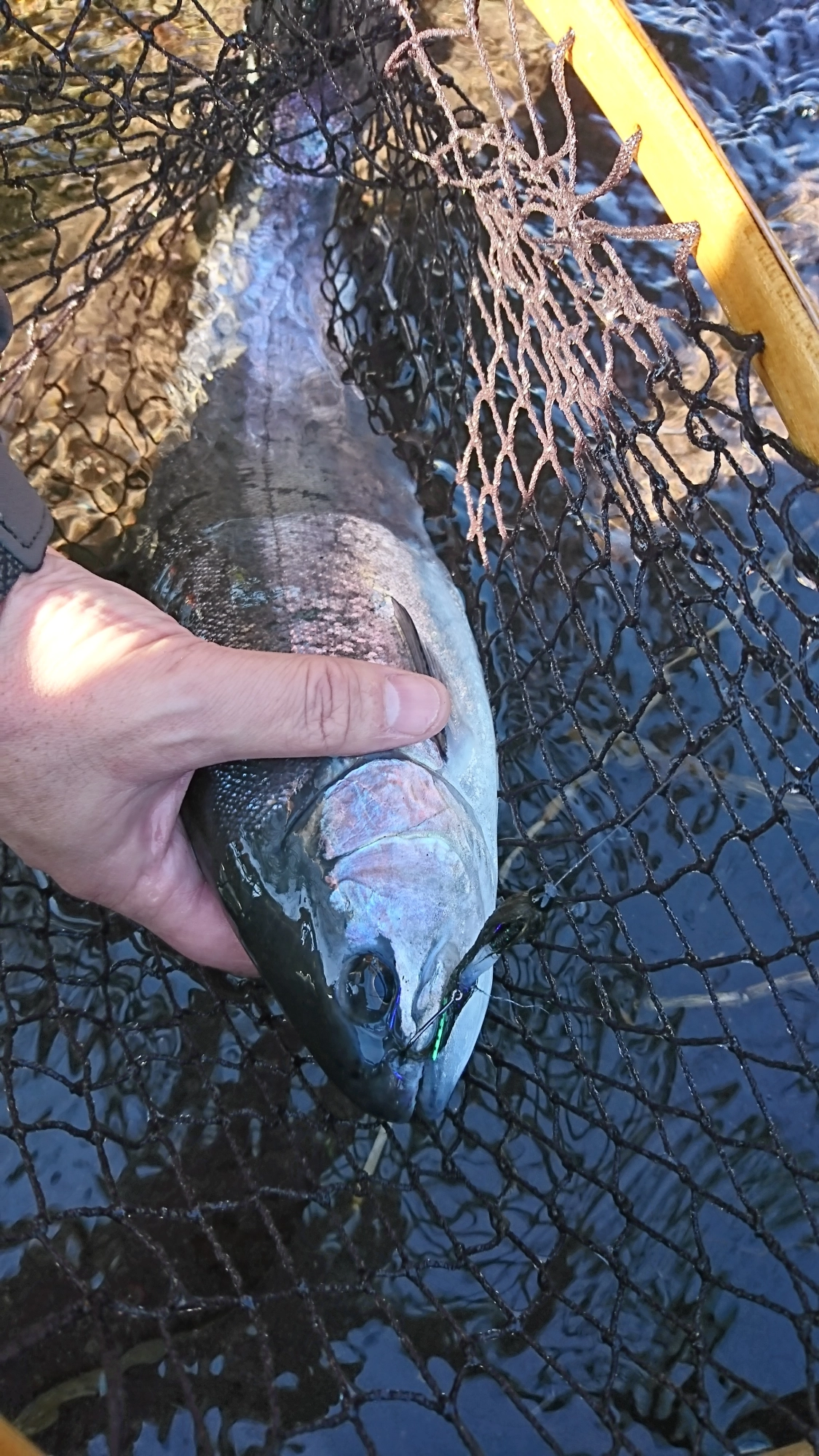 今回の釣果
