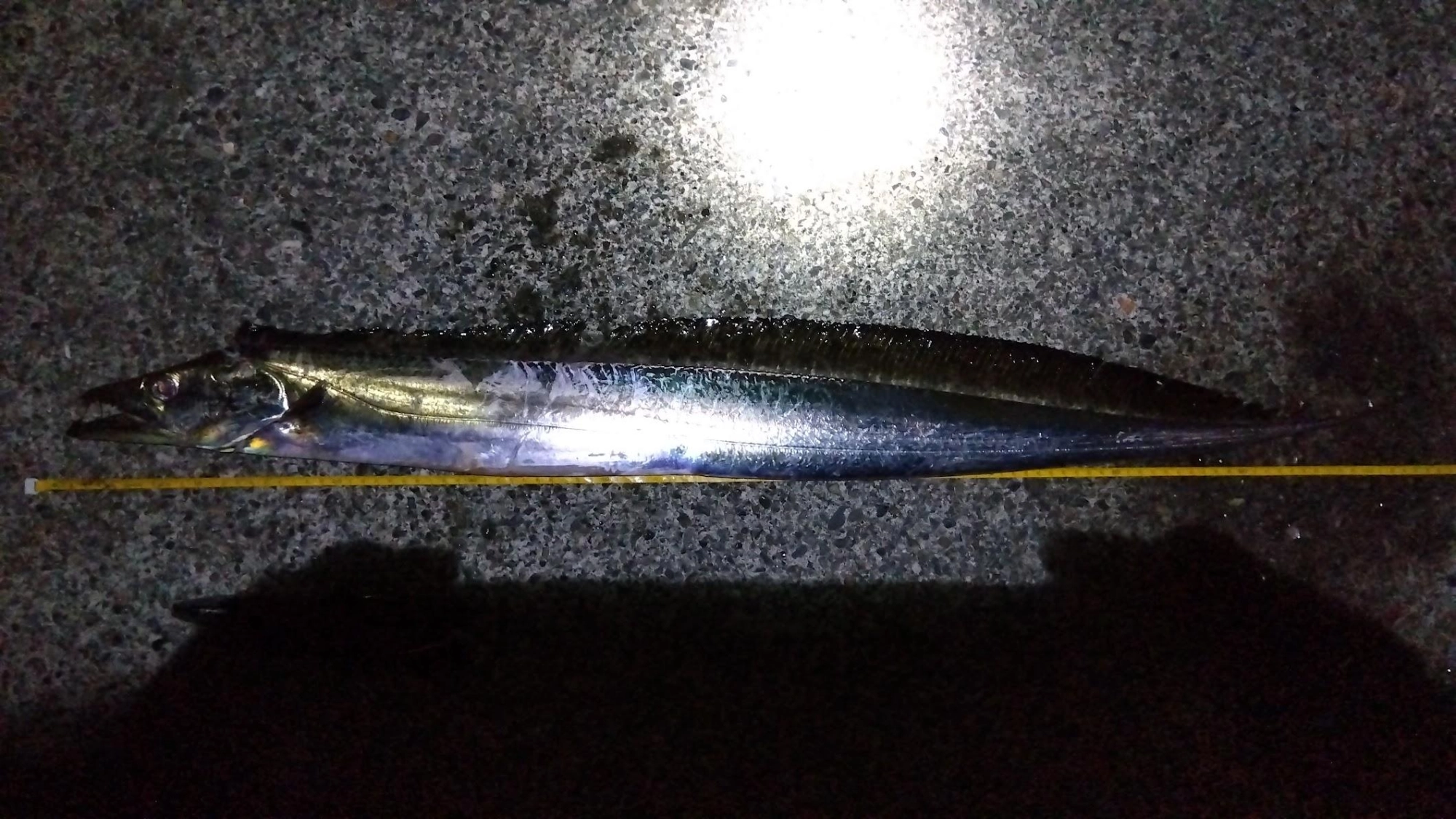 太刀魚テンヤと胴付き泳がせの反応が芳しくなく、足元に鯵のロデオ針泳がせしてもアオリイカや太刀魚は無理だと判断。電気ウキで沖への潮に乗せて５０ｍほど流して放置。しばらくするとドラグが盛大に出て太刀魚ゲットでした。
口外掛かりだったので針がＭサイズで良かったです。たぶんＳだと折れてました。