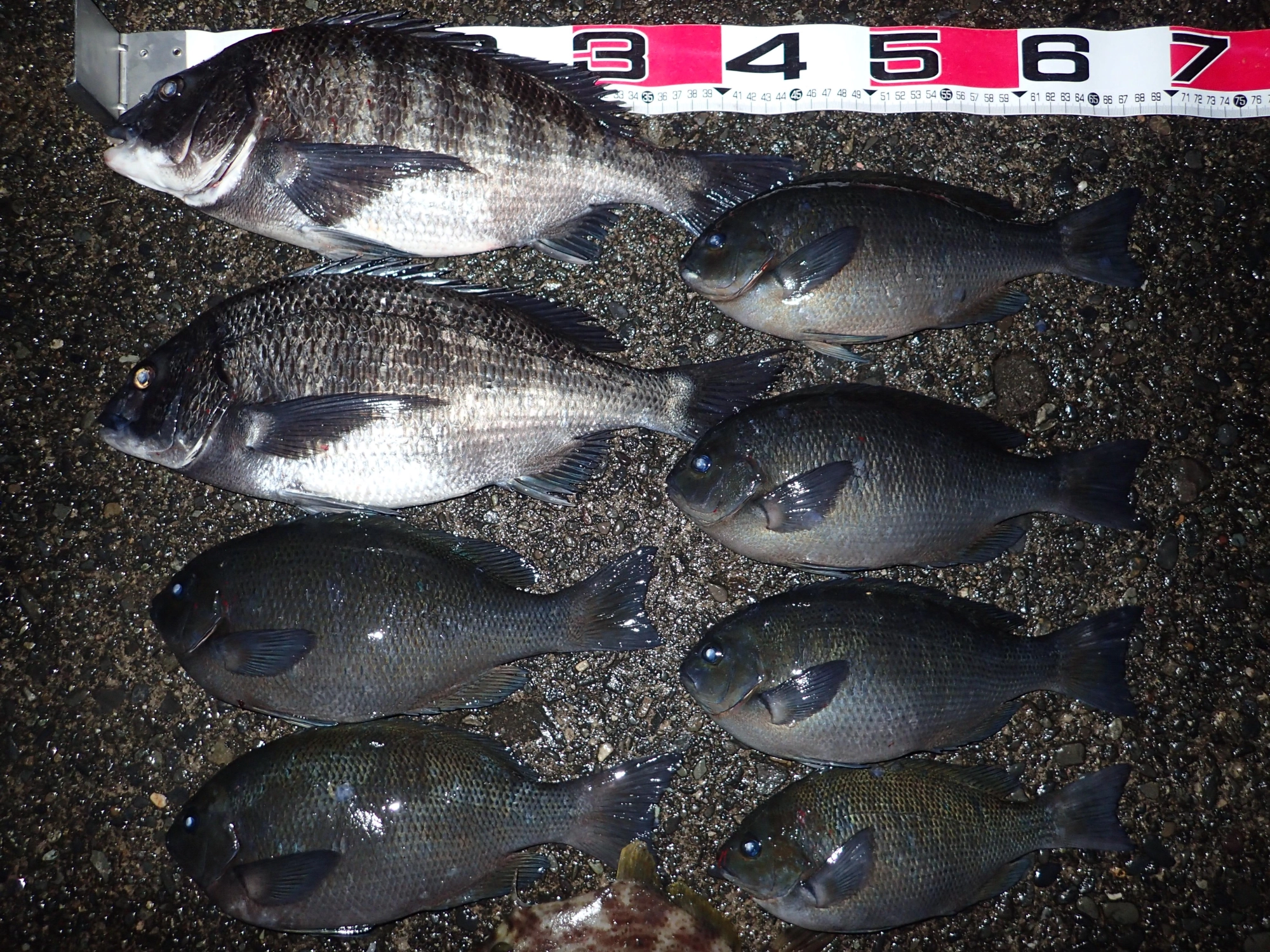 本日の釣果