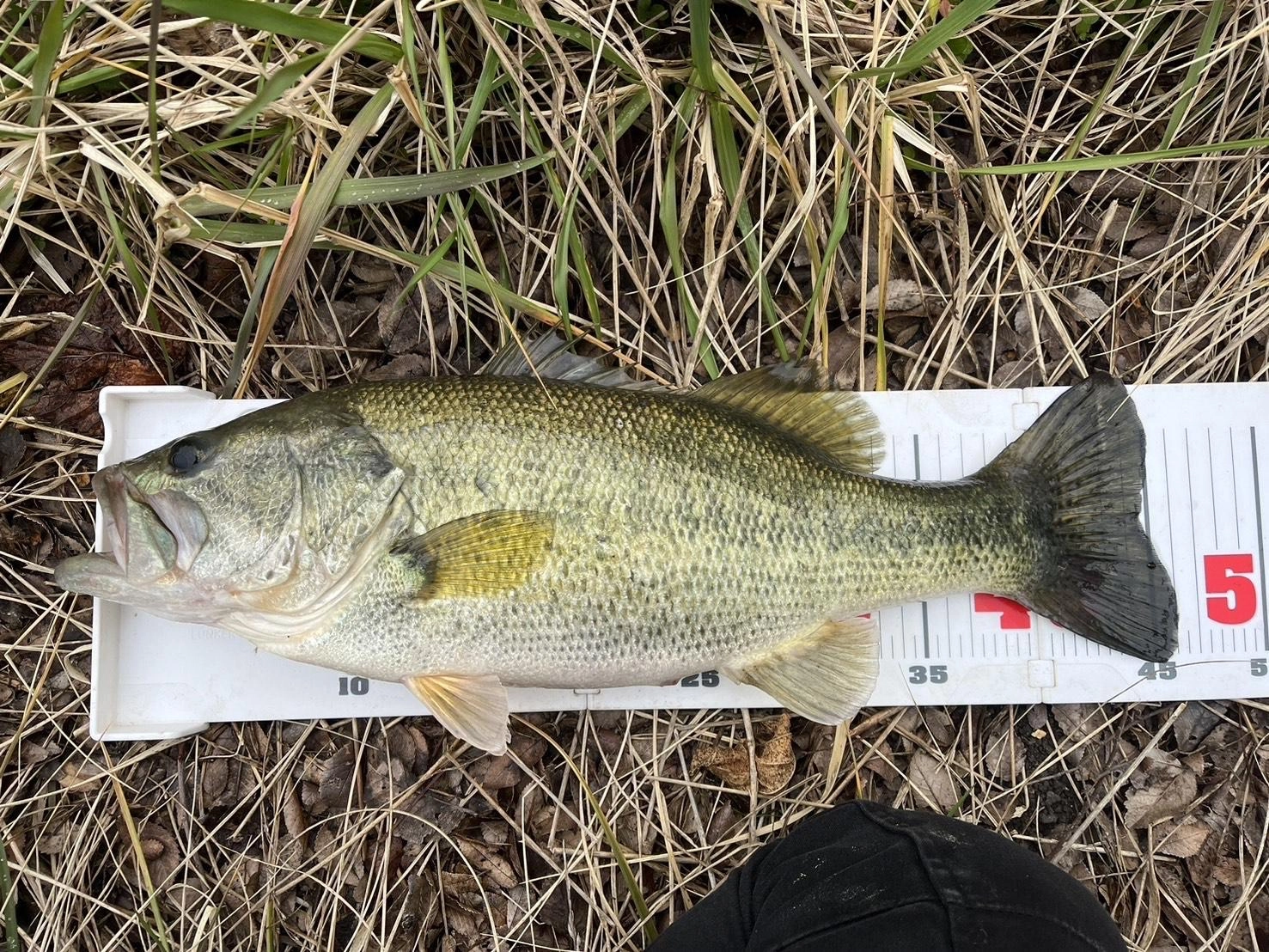 朝一幸先よく46cm！