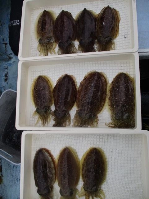 コウイカが食べたい放題ッ(о´∀`о)