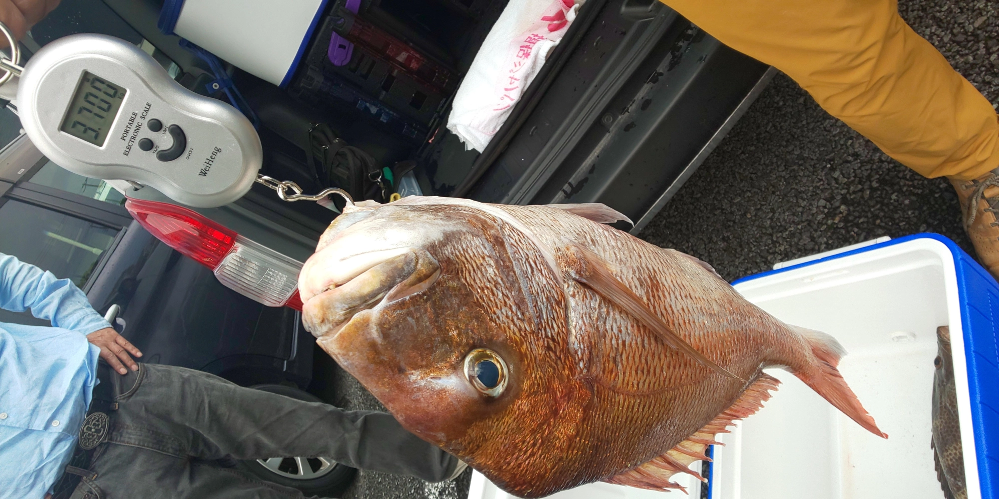 沼津湾内にてボートからのタイラバで3.7㎏の良型マダイが釣れました！