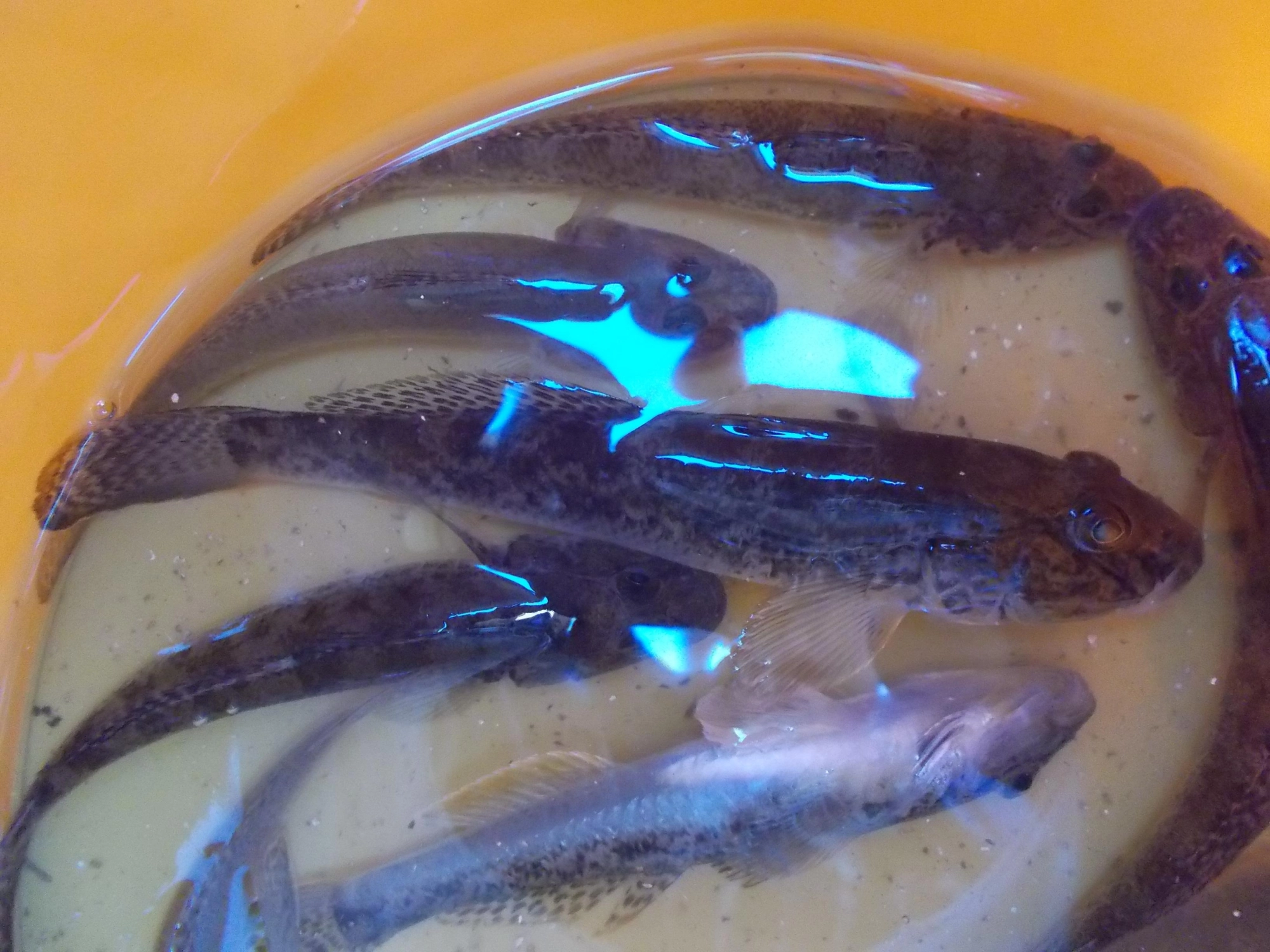 浜名湖行った帰りにハゼも狙ってみました。今年は少しサイズ小さめで新川サイズのハゼはまだまだ先かな？