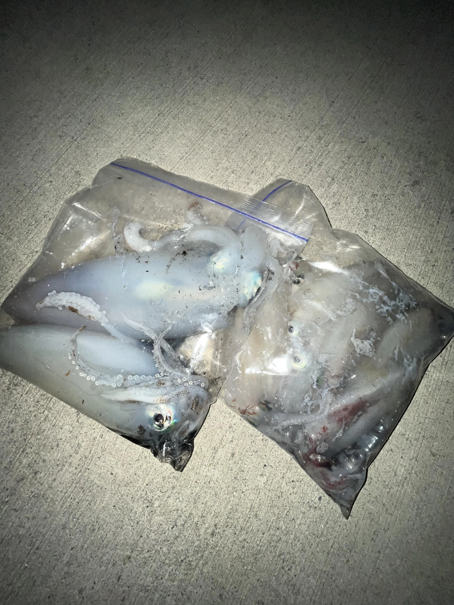 飽きない程度に釣れました。
ウネリや風がある日は空合わせを入れると釣果伸びます。