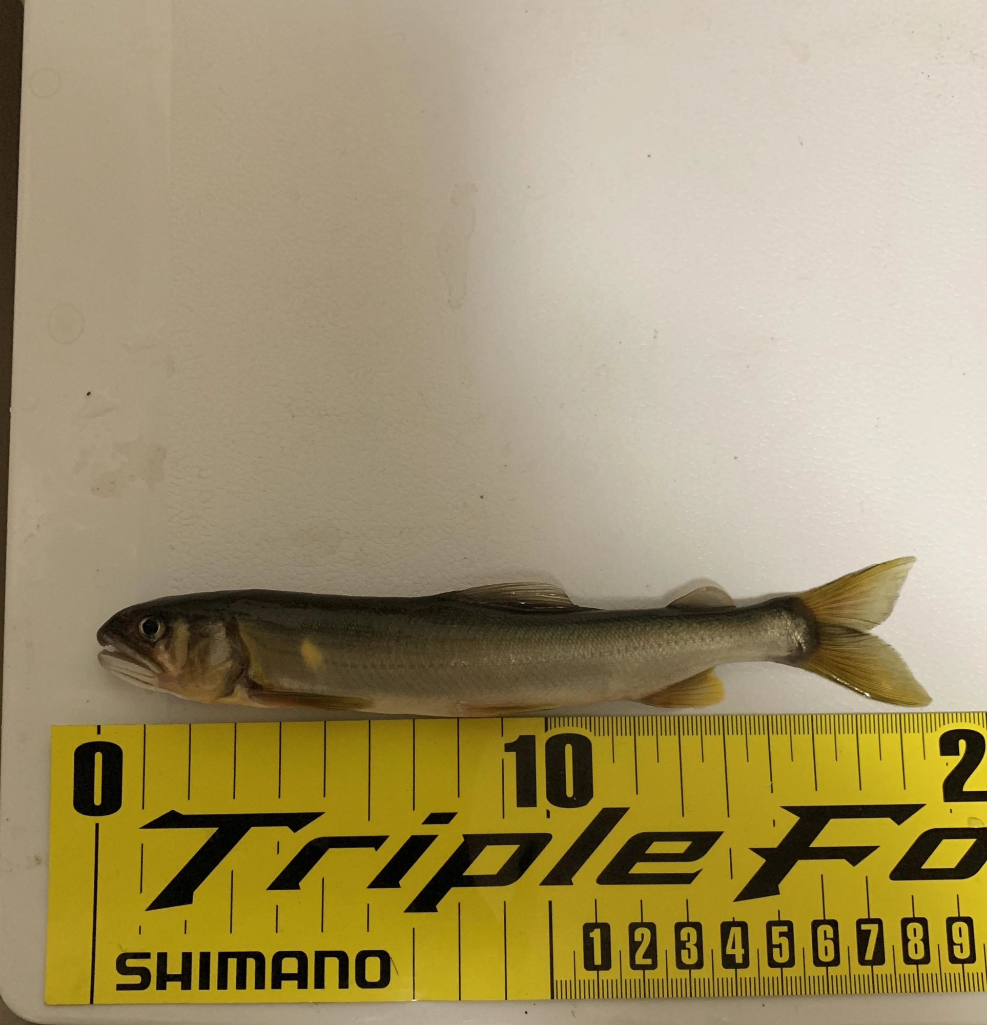痩せてるけど楽しめました。