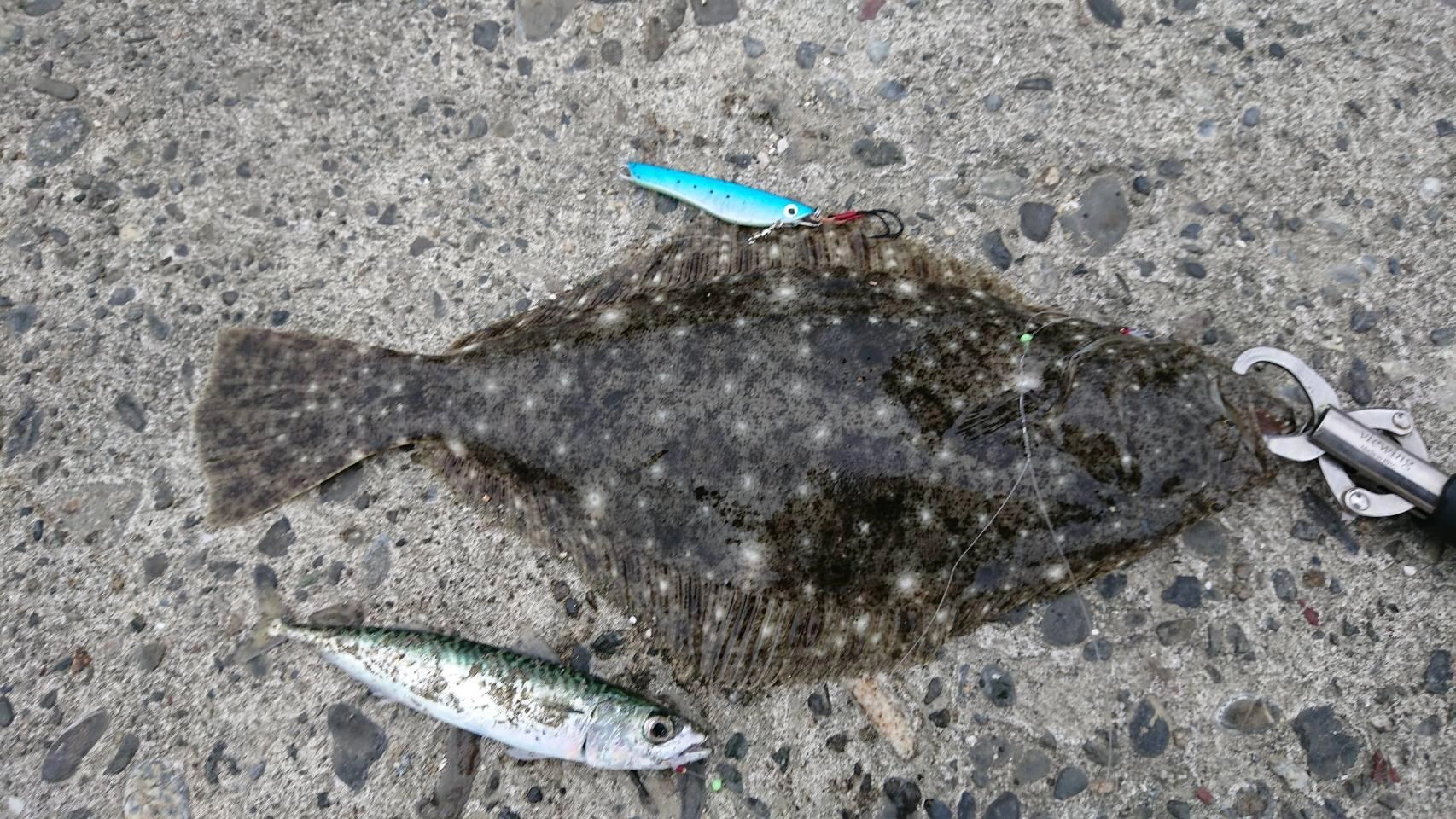 サビキに付いたサバをそのまま泳がせてヒラメを喰わせました。