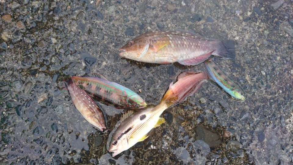 魚のアタリは楽しめました♪