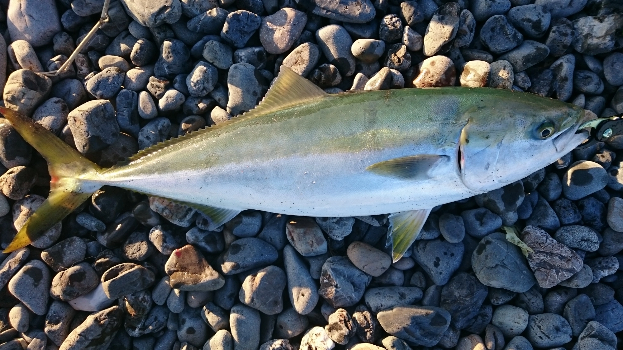 82ｃｍ 5.2ＫｇのGood Size!!