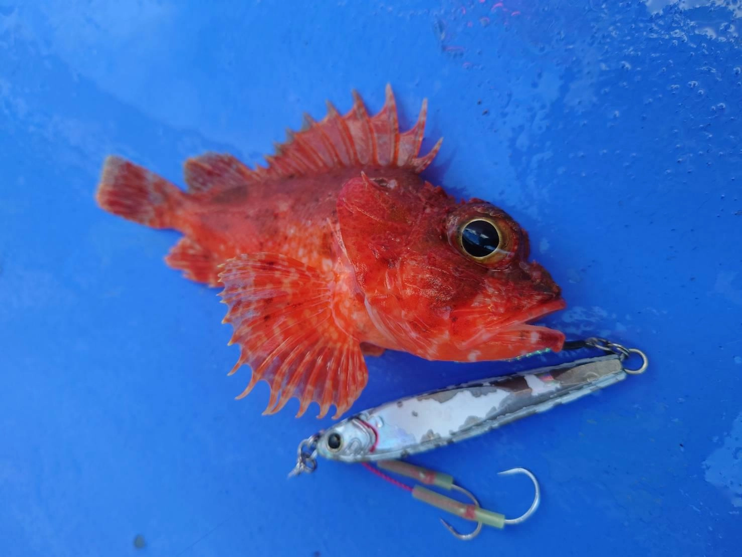 御殿場店 ディープエリアのSLJで根魚釣れました! | 釣具の 御殿場店 ディープエリアのSLJで根魚釣れました! | 釣具の