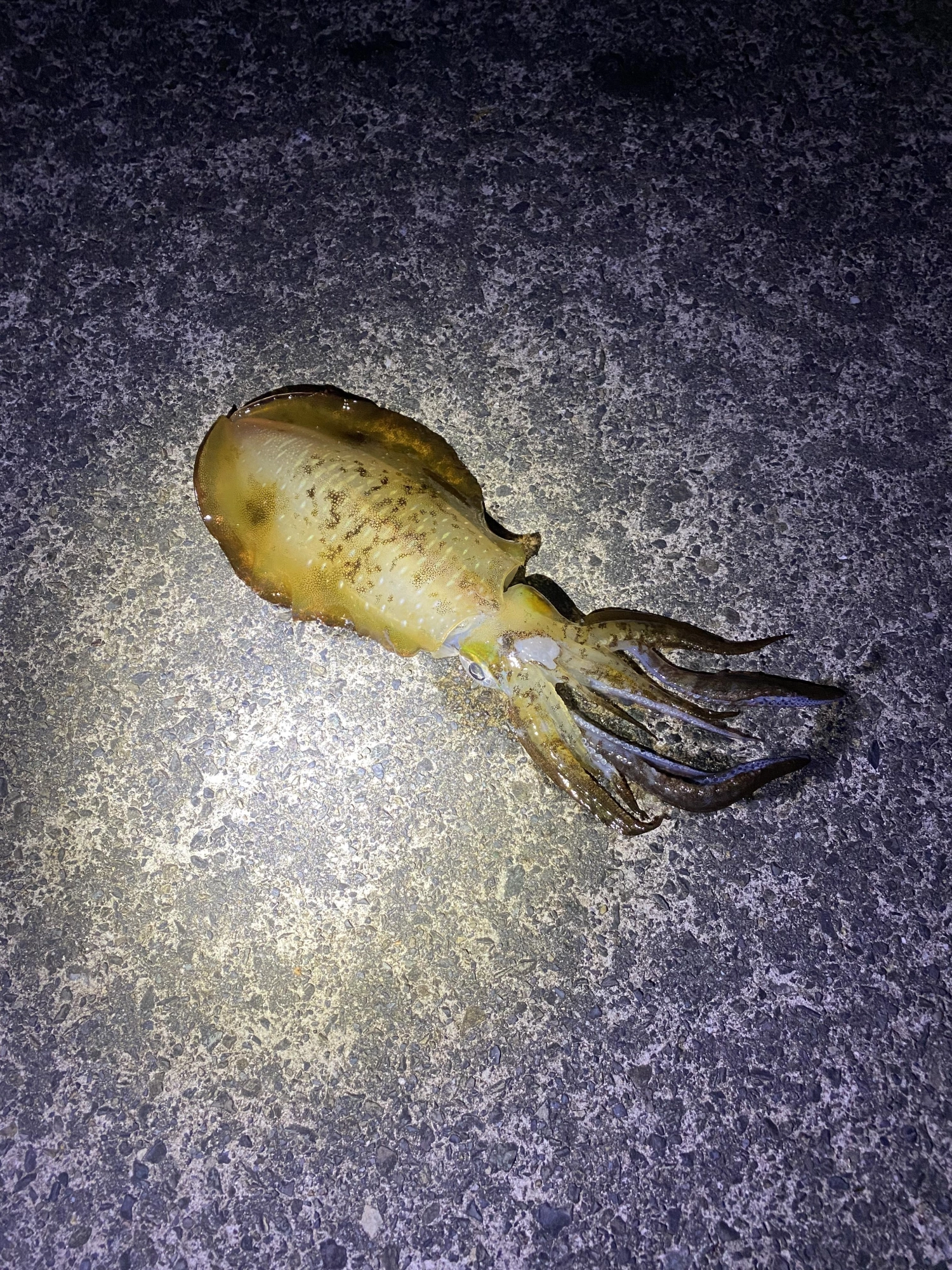 胴長20㎝