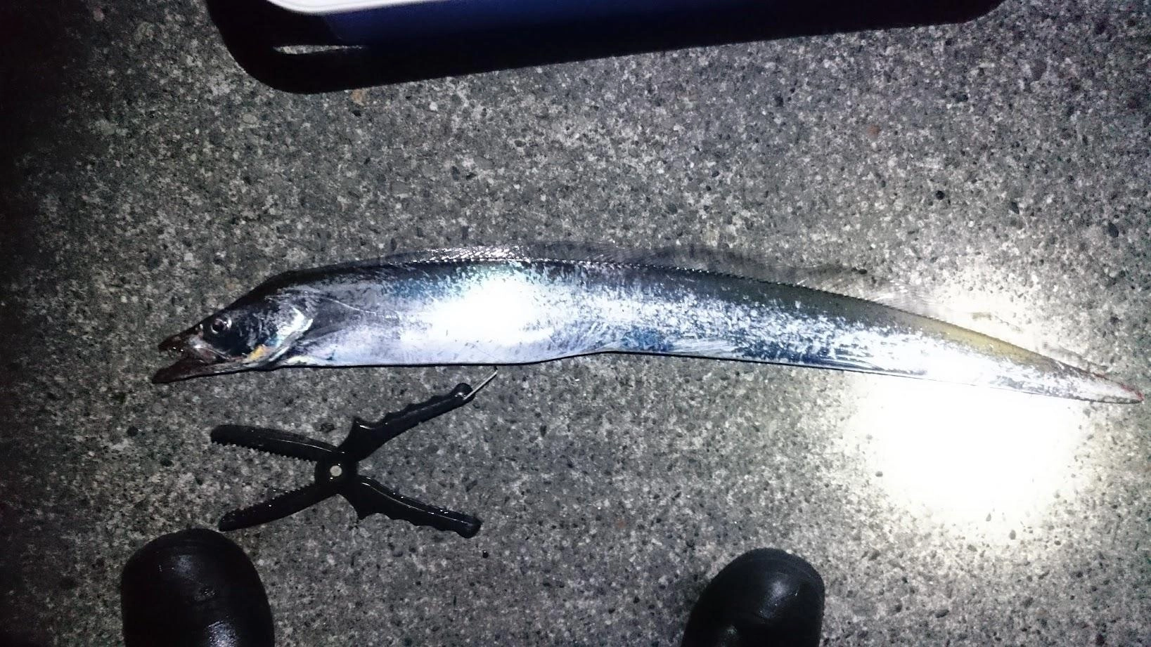 去年の今頃はウルメイワシが沢山釣れて、太刀魚も高活性でした。今年は鰯がいなくてとにかく渋いです。最初サバでバイトがありましたが、追ってきません。太刀魚がひと齧りして「鰯じゃないからまあいっかぁ」の声が聞こえるようです。続けてカマスを餌にバイトがあったので即合わせして無理やり掛けました。