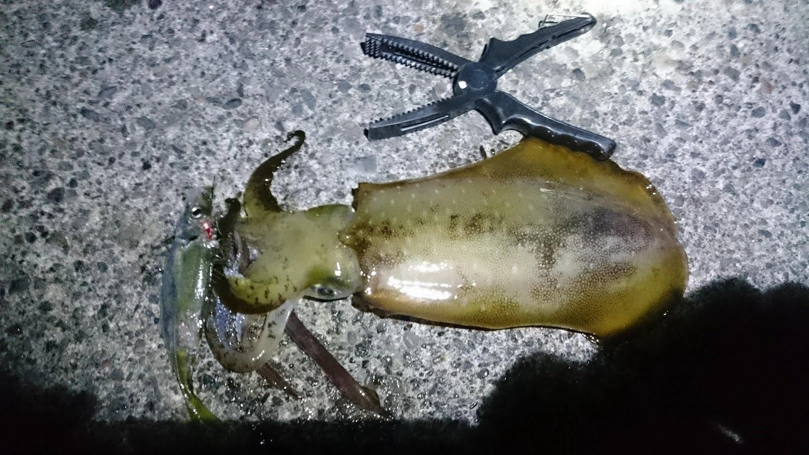 1回目は常連さんに頂いた鯵の泳がせで25㎝と食べごろサイズでした。
2回目はタカベでヒットしましたが、だいぶ走られ合わせるも掛かりませんでした。お腹が齧られていたので背びれのロデオ針ではダメでした。