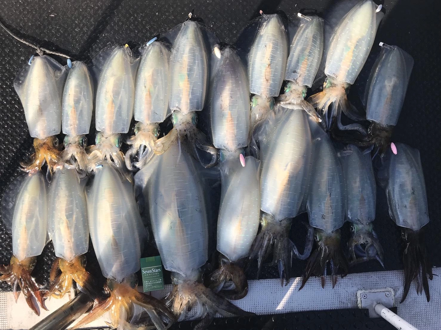 船中7人　全体の釣果です！