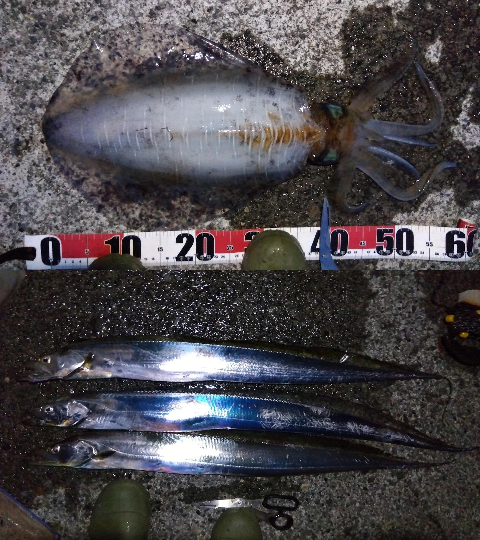 30㎝くらいのカマスを足元泳がせてアオリイカをゲット
ただその後は2バラシ
太刀魚時合いが来ると毎投アタリがあり４バイト３ゲットでした
1バラシは抜き上げバラシであとちょっとでした