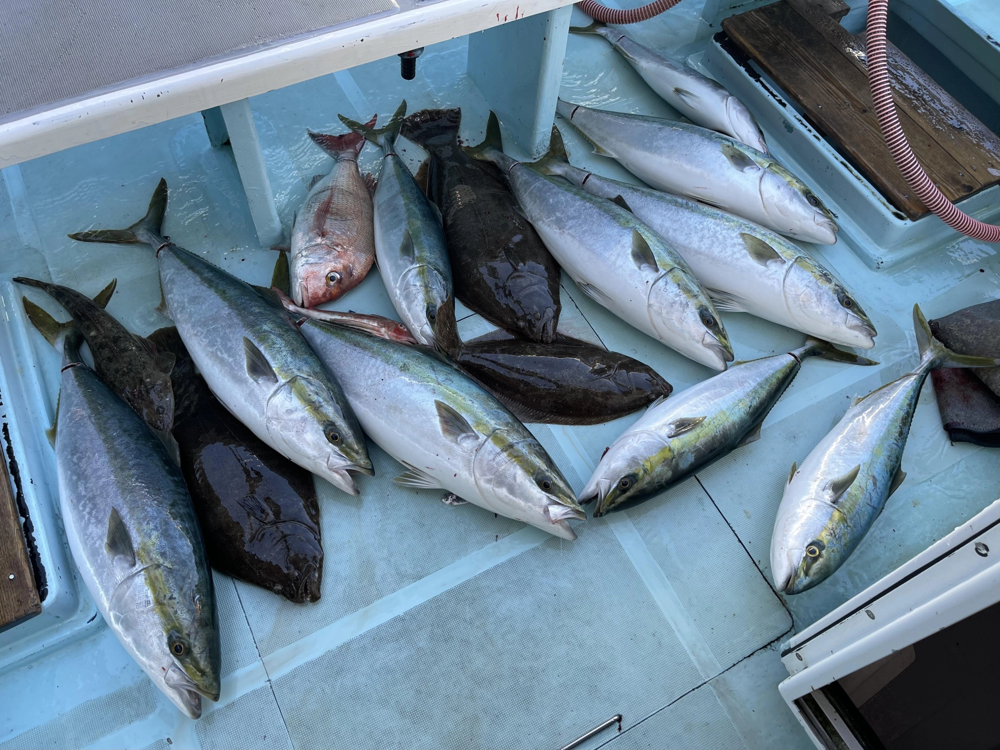 マルブリにワラサに肉厚デカビラメに真鯛にマゴチにホウボウにッ(о´∀`о)