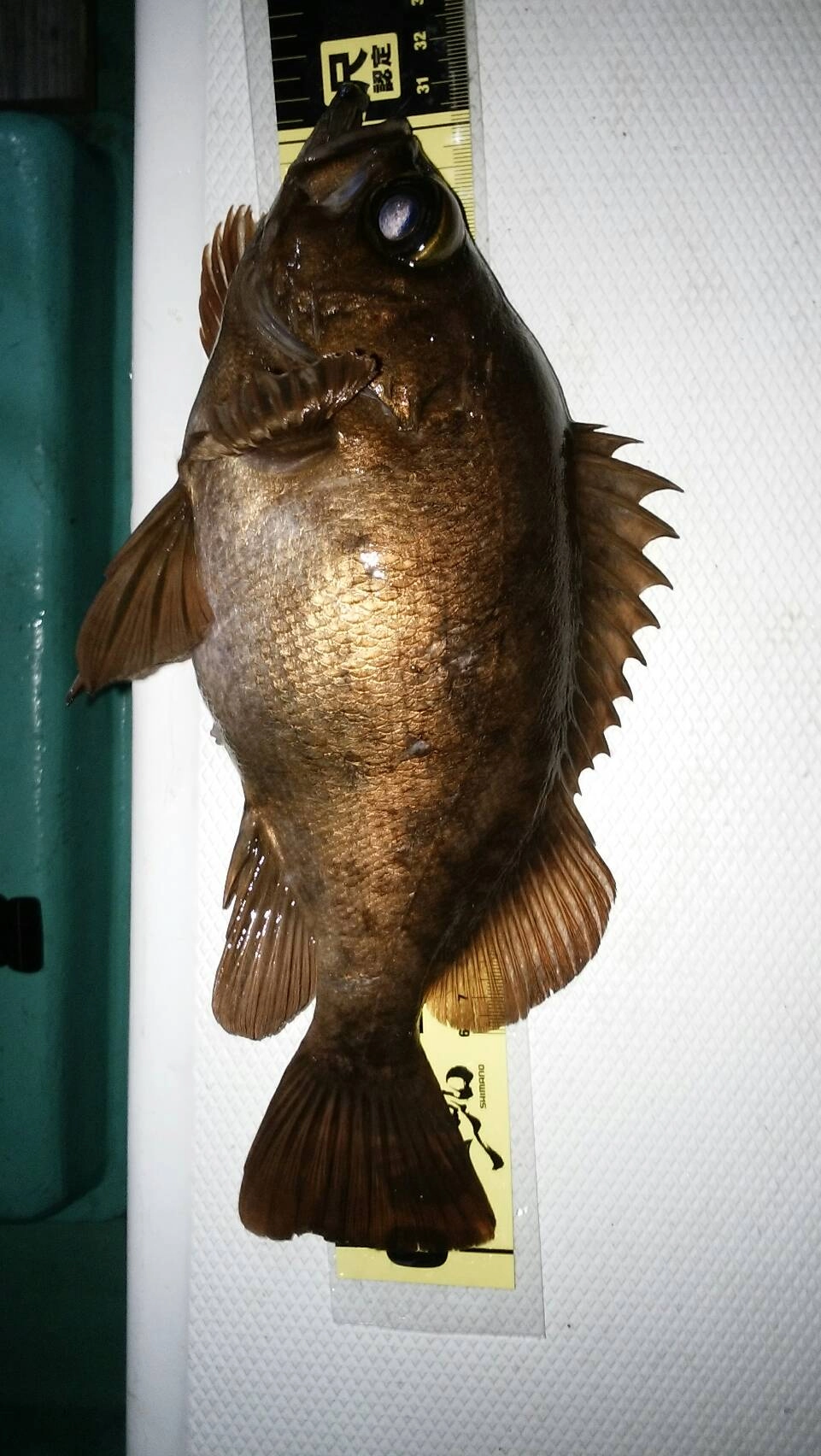 出ました!
30ｃｍオーバーの尺メバル！