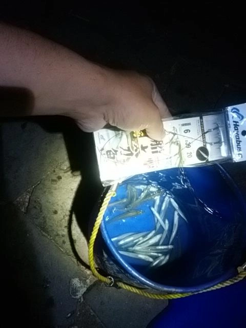 今日は泳がせ。