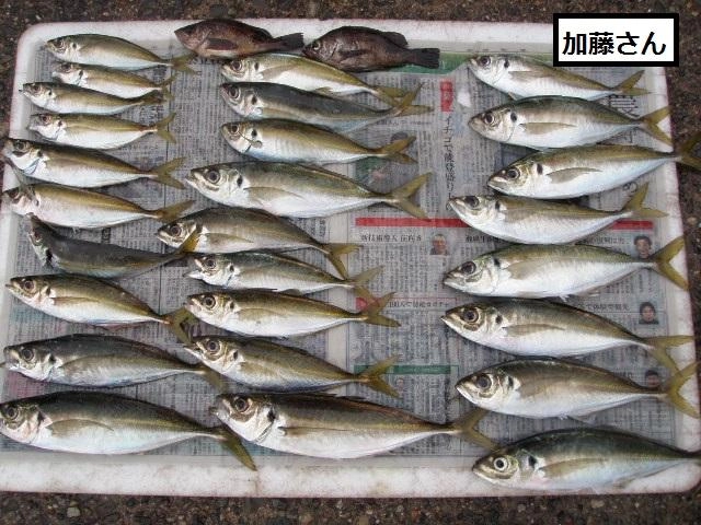 良型のマアジが好調です。