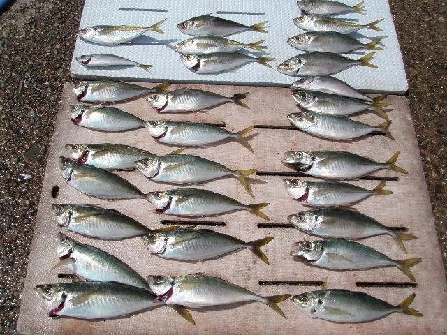 良型のマアジに大満足