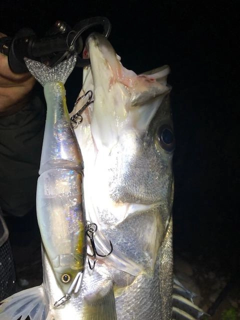 彦根店釣果情報 九頭竜川シーバス落ち鮎パターン開幕！ | 釣具の