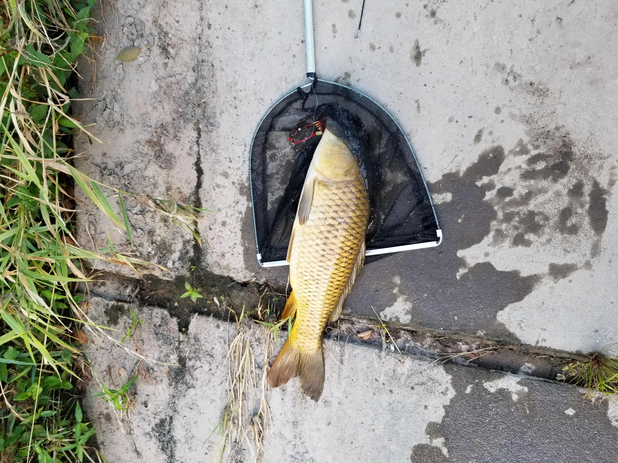 鯉複数釣れました