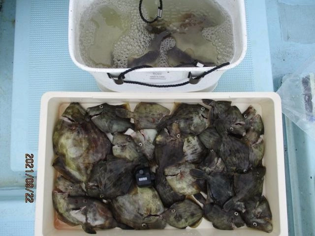 明らかなスモールサイズカワハギのリリースも有難うございましたッ(о´∀`о)