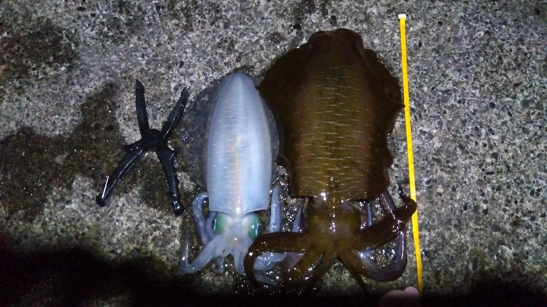 日没後、立て続けに３ヒットしました。
最後はワイヤーハリスがヨレヨレで針掛けできなかったようです。
ロデオバーブレスなので、緩めるとバレるリスクにひやひやしながら、なんとか一人でタモ入れまでできました。
