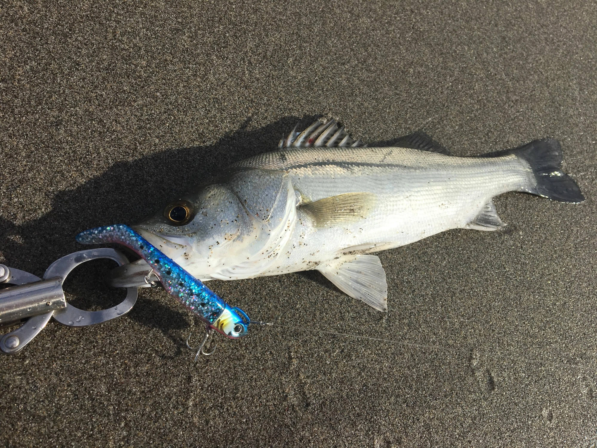セイゴも釣れました！