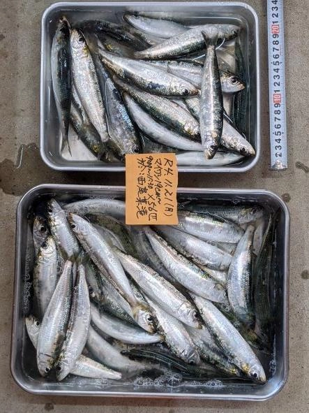 イレグイ時間も含め、良く釣れた。