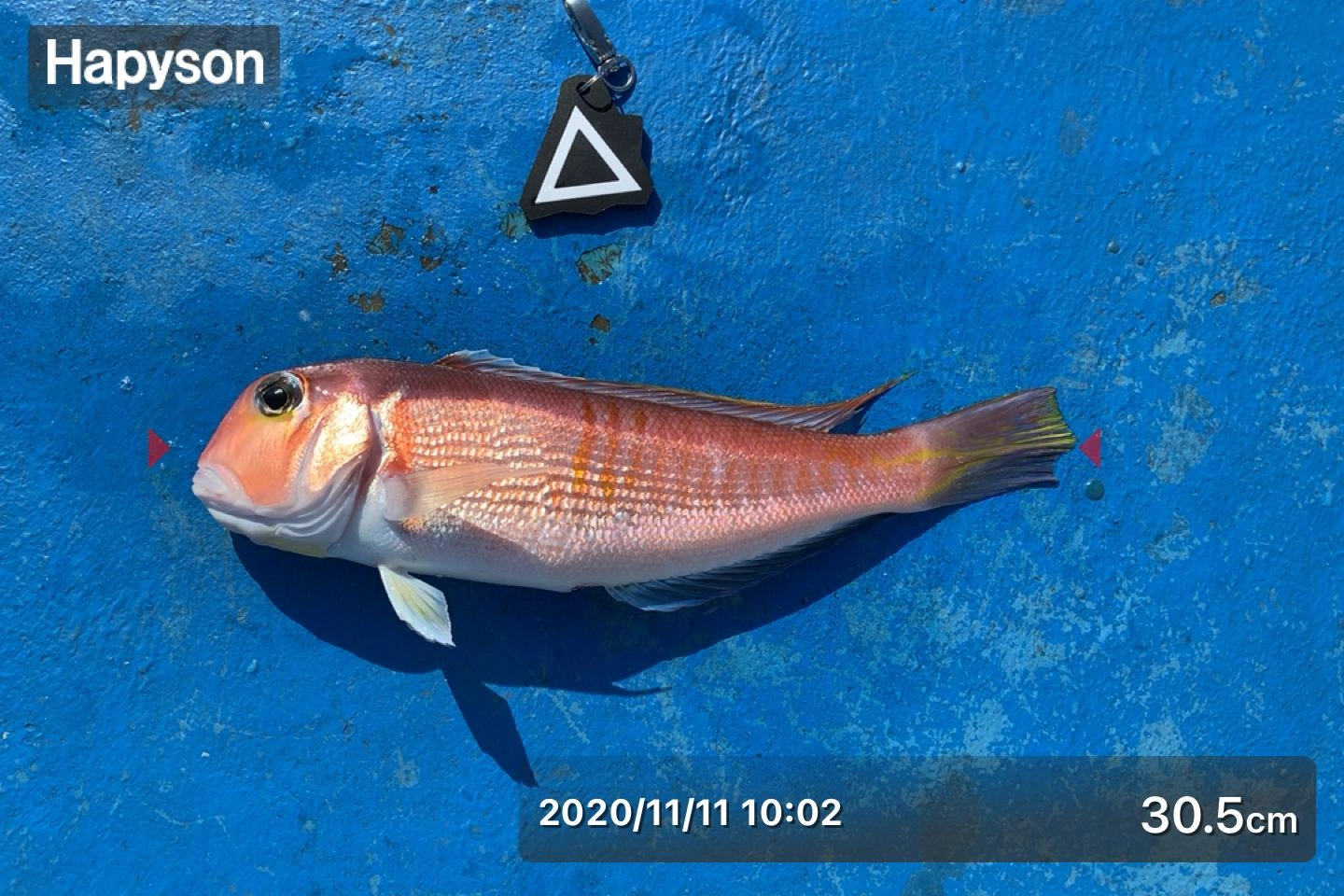 最大で30㎝のアマダイが釣れました！