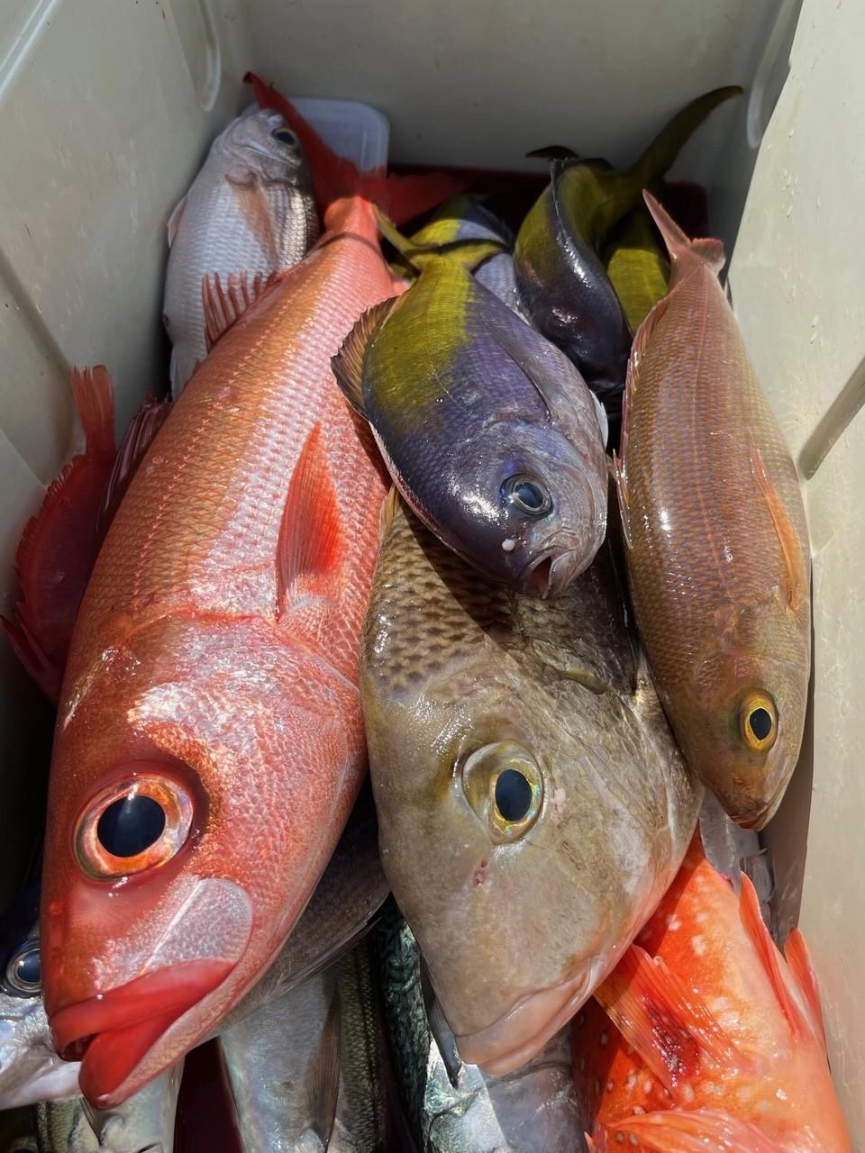 高級魚たくさん！