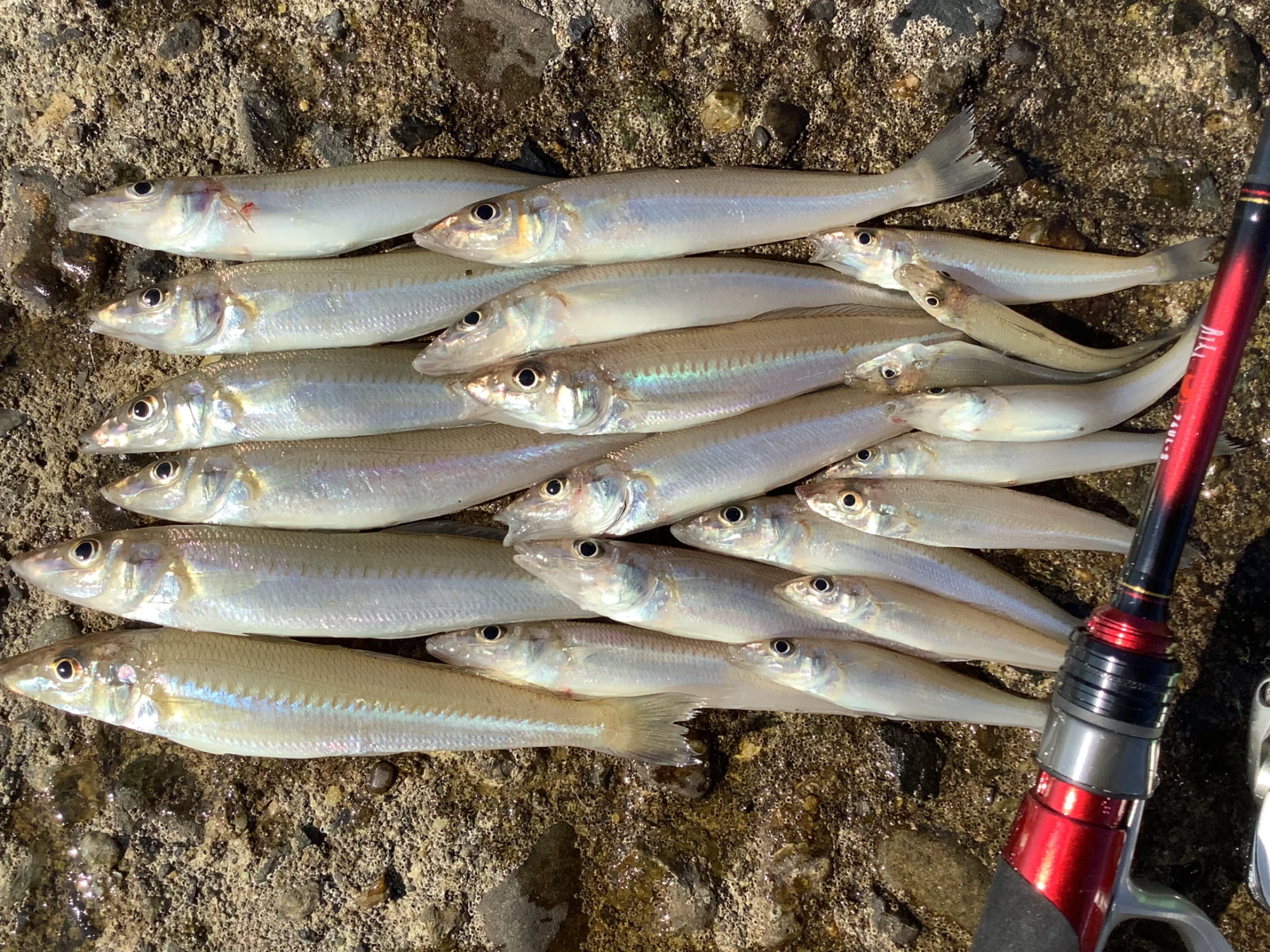 数は釣れないけどメバリングロットだと9cmのキスの当たりもしっかりとれる。
ヒラメ、カレイ、チャリコ、ゼンメ、メゴチ、ベラと他種でした。