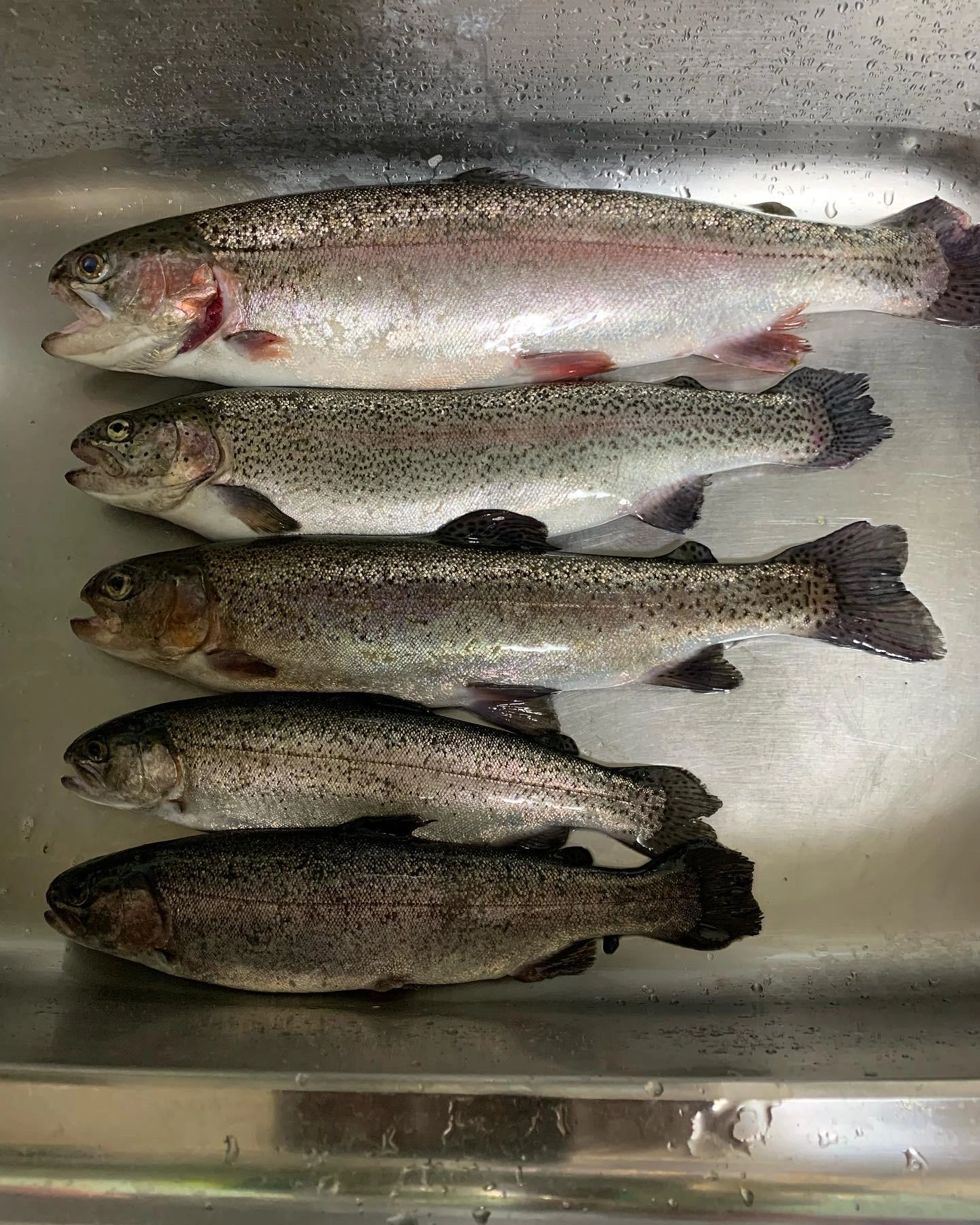 放流前に40cmクラスがブドウ虫でヒット
